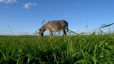 Bir eşek çim tarlasında otluyor. Gökyüzü açık ve mavi, çimenler uzun ve yeşil