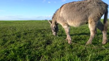 Bir eşek mavi gökyüzüne karşı bir yaz çayırında otluyor..