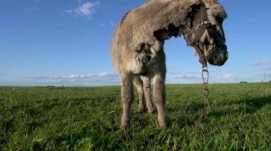 Mavi gökyüzüne karşı çayırda otlayan bir eşeğin yakın çekimi..