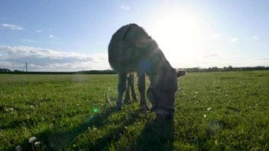 Bir eşek tarlada ot yiyor. Çimler yeşil ve gökyüzü mavi. Eşek çimlerin üzerinde duruyor ve yemeğin tadını çıkarıyor.