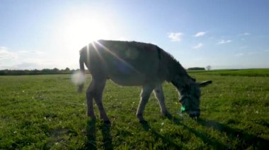 Bir eşek, üzerinde güneş parlayan bir tarlada otluyor. Huzurlu ve huzurlu bir sahne.