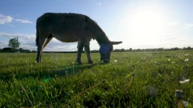 Bir eşek, üzerinde güneş parlayan bir tarlada otluyor. Huzurlu ve huzurlu bir sahne.