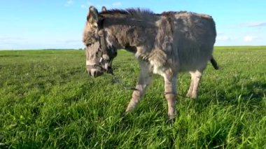 Bir eşek tarlada ot yer. Çiftlik çayırlarında bir hayvan otluyor..