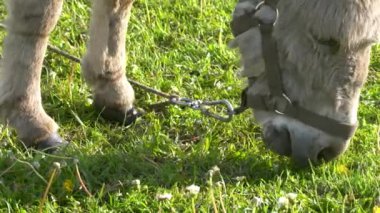 Bir eşek tarlada ot yer. Çiftlik çayırlarında bir hayvan otluyor..