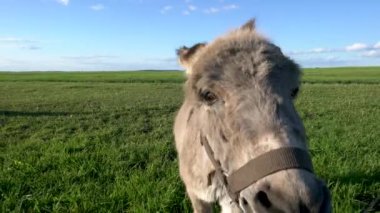 Bir eşek tarlada ot yer. Çiftlik çayırlarında bir hayvan otluyor..