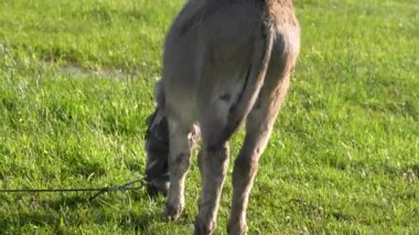 Bir eşek yaz çayırında otluyor. Dikiz aynası. Kuyruğunu sallıyor..