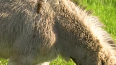 Bir eşek tarlada ot yer. Çiftlik çayırlarında bir hayvan otluyor..