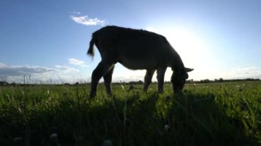 Bir eşek akşam gökyüzünün arka planında çayırda otluyor..