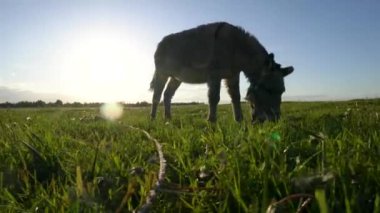 Bir eşek, üzerinde güneş parlayan bir tarlada otluyor. Huzurlu ve huzurlu bir sahne.