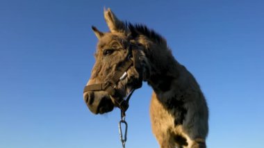 Kahverengi dizginli bir eşek mavi bir gökyüzüne karşı duruyor. Eşeğin yüzü ciddi ve odaklanmış..