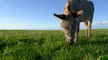 Mavi gökyüzüne karşı çayırda otlayan bir eşeğin yakın çekimi..