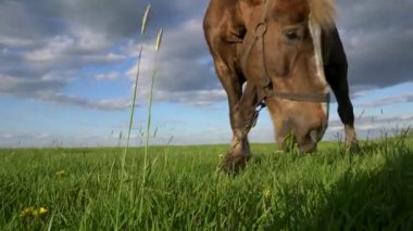 Kahverengi bir at bir tarlada otluyor. Gökyüzü bulutlu ve çimenler yeşil. At otları yiyor ve sağa bakıyor.