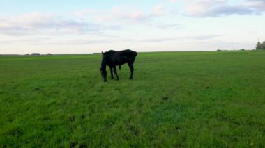 Bir at çim tarlasında otluyor. Gökyüzü açık ve mavi, çimenler gür ve yeşil. Sahne huzurlu ve sakin, at açık arazide eğleniyor.