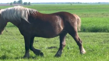 Yeşil otlarla dolu bir arazide bir at otluyor. Bir at olarak sükunet ve sükunet kavramı açık alanda yemeğin tadını çıkarmaktır..