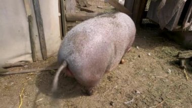 Büyük bir Vietnamlı domuz burnu ile toprağı kazıyor..