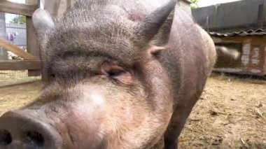 Çiftlikteki büyük bir Vietnamlı domuz kameraya burnunu sokuyor. Yakın plan..