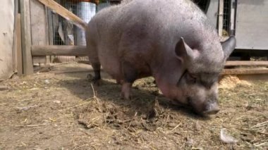 Vietnamlı domuz burnuyla toprağı kazıyor. Domuz büyük ve büyük bir kafası var..