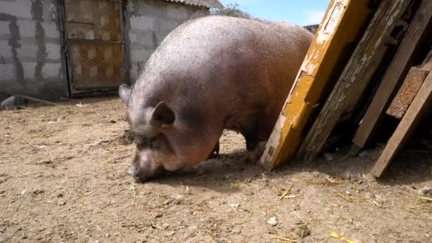Un gros porc vietnamien se promène dans la cour et mange tout ce qu'il trouve sur le sol.