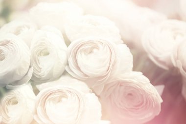 Bulanık beyaz güllerin arka planı. Düğün davetiyesi için arka plan. Beyaz güllerin odaklanmamış bulanık arkaplanı