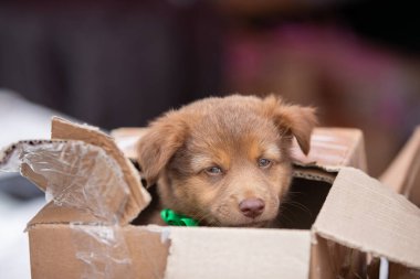 Terk edilmiş küçük bir sokak köpeği karton bir kutuda görür ve akıllı gözlerle kameraya bakar...