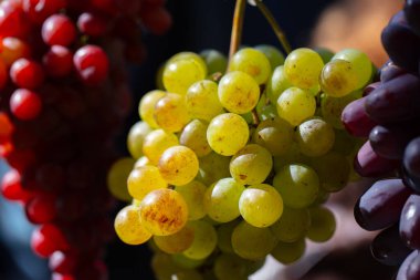 Farklı türde üzümler yeşil ve kırmızıdır. Seçkin üzüm çeşitleri.