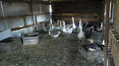 Çiftlik hayvanları özel çiftliği. Bir çiftçinin kaz evinde kazlar. Küçük tarım sektörü.