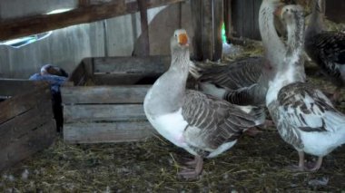 Çiftlik hayvanları özel çiftliği. Bir çiftçinin kaz evinde kazlar. Küçük tarım sektörü.