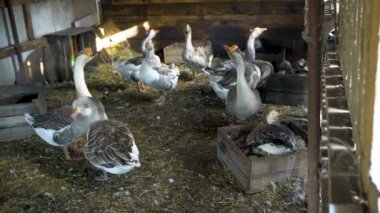 Çiftlik hayvanları özel çiftliği. Bir çiftçinin kaz evinde kazlar. Küçük tarım sektörü.