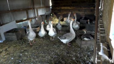 Çiftlik hayvanları özel çiftliği. Bir çiftçinin kaz evinde kazlar. Küçük tarım sektörü.
