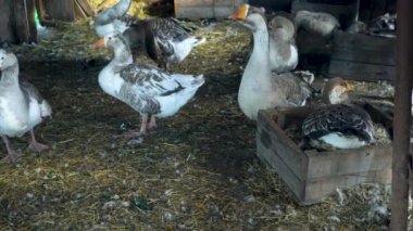 Çiftlik hayvanları özel çiftliği. Bir çiftçinin kaz evinde kazlar. Küçük tarım sektörü.