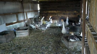 Çiftlik hayvanları özel çiftliği. Bir çiftçinin kaz evinde kazlar. Küçük tarım sektörü.