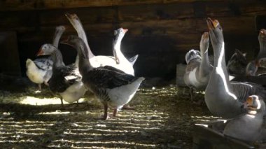 Çiftlik hayvanları özel çiftliği. Bir çiftçinin kaz evinde kazlar. Küçük tarım sektörü.