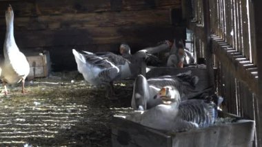 Çiftlik hayvanları özel çiftliği. Bir çiftçinin kaz evinde kazlar. Küçük tarım sektörü.