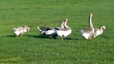 Çiftlik hayvanları özel çiftliği. Kazlar yeşil bir çayırda otlar ve organik otlar yerler. Küçük tarım sektörü.