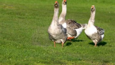 Çiftlik hayvanları özel çiftliği. Kazlar yeşil bir çayırda otlar ve organik otlar yerler. Küçük tarım sektörü.