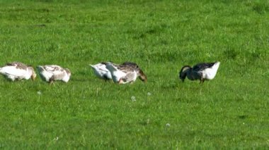 Çiftlik hayvanları özel çiftliği. Kazlar yeşil bir çayırda otlar ve organik otlar yerler. Küçük tarım sektörü.