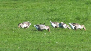 Çiftlik hayvanları özel çiftliği. Kazlar yeşil bir çayırda otlar ve organik otlar yerler. Küçük tarım sektörü.