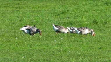 Çiftlik hayvanları özel çiftliği. Kazlar yeşil bir çayırda otlar ve organik otlar yerler. Küçük tarım sektörü.