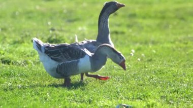 Çiftlik hayvanları özel çiftliği. Kazlar yeşil bir çayırda otlar ve organik otlar yerler. Küçük tarım sektörü.