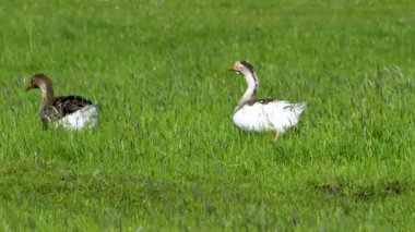Çiftlik hayvanları özel çiftliği. Kazlar yeşil bir çayırda otlar ve organik otlar yerler. Küçük tarım sektörü.