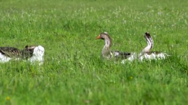 Çiftlik hayvanları özel çiftliği. Kazlar yeşil bir çayırda otlar ve organik otlar yerler. Küçük tarım sektörü.