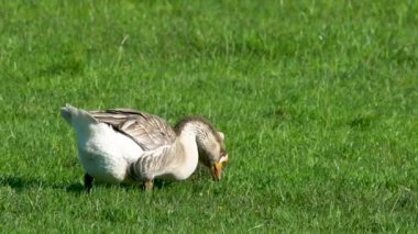 Çiftlik hayvanları özel çiftliği. Kazlar yeşil bir çayırda otlar ve organik otlar yerler. Küçük tarım sektörü.