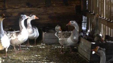Çiftlik hayvanları özel çiftliği. Bir çiftçinin kaz evinde kazlar. Küçük tarım sektörü.