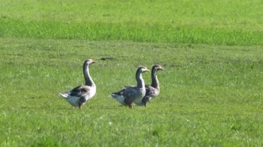 Çiftlik hayvanları özel çiftliği. Kazlar yeşil bir çayırda otlar ve organik otlar yerler. Küçük tarım sektörü.