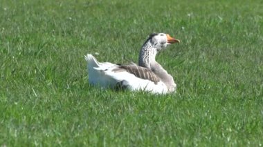 Çiftlik hayvanları özel çiftliği. Kazlar yeşil bir çayırda otlar ve organik otlar yerler. Küçük tarım sektörü.