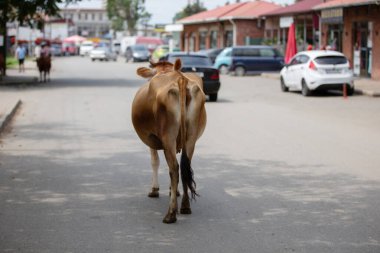 Bir inek Gürcistan ya da Hindistan 'da bir şehrin sokaklarında yürüyor..