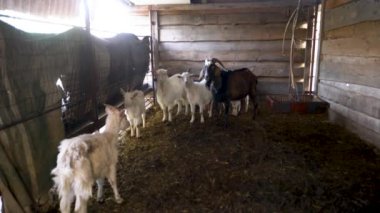 Bir grup keçi ahşap çitli bir ağılda. Keçilerin renkleri ve boyutları farklı.