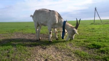 Bir keçi tarlada ot yiyor. Keçi mavi yakalı.