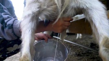 Keçi sağmak. Süt keçinin memesinden akar..