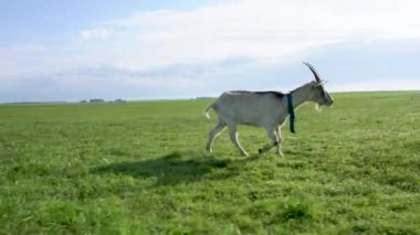 Bir keçi yeşil bir çayırda yürüyor ve etrafında bir sürü midye var..